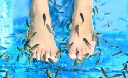 doctor-fish-armenia-piling-micromassage