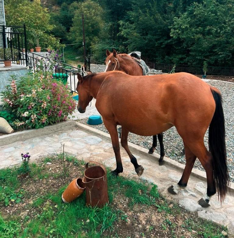 Gallery media resource